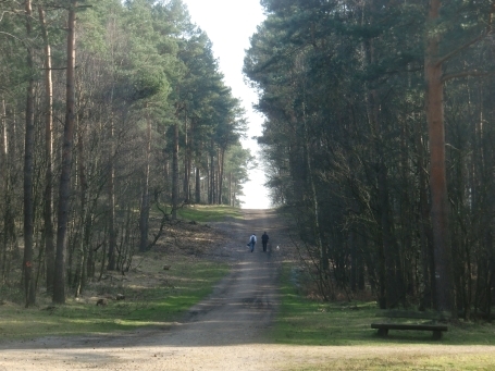 Geilenkirchen : Naturschutzgebiet Teverener Heide, Wanderweg durch den Kiefernwald
